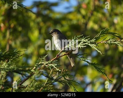 Small bird in tree Stock Photo