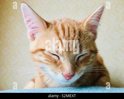 Cute ginger tabby cat kitten Stock Photo