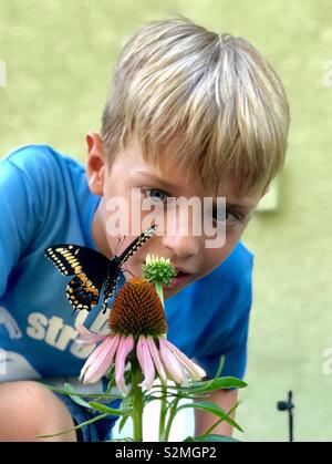 A young boy watches a swallowtail butterfly that has recently emerged from its chrysalis on top of a purple cone flower. Stock Photo