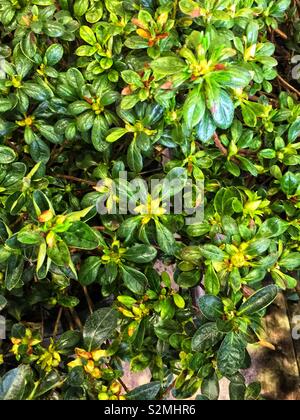 Green azalea bush full of buds ready to bloom. Stock Photo