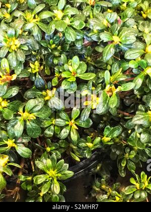 Green azalea bush full of buds ready to bloom. Stock Photo