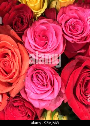 Pink Orange Amd Red Rosed Pink and red roses in full bloom in summer Stock Photo - Alamy