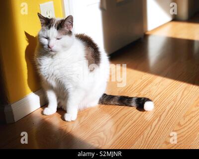 A cat falling asleep while standing up. Stock Photo