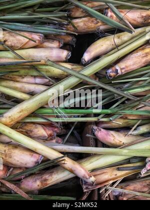 Full frame of farm fresh stalks of lemongrass on display and for sale at the local produce market. Stock Photo