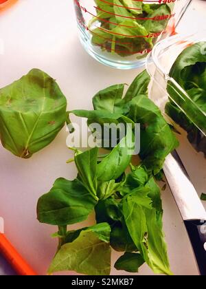 Close up of fresh basil and a chefs knife on a prep table, USA Stock Photo