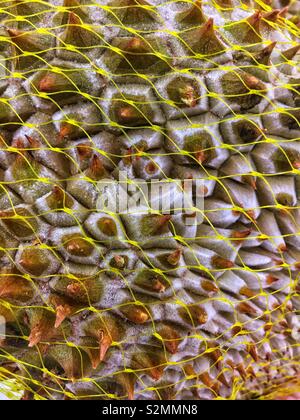 Ripe durian fruit frozen and covered with plastic netting. Stock Photo