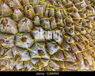 Ripe durian fruit frozen and covered with plastic netting. Stock Photo