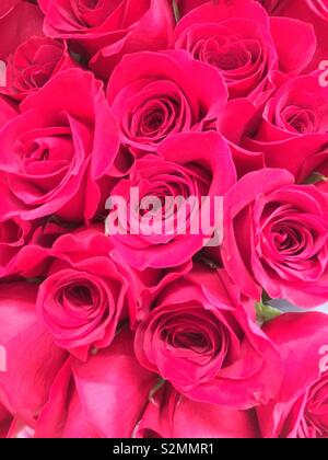 A bunch of red roses are in full bloom Stock Photo - Alamy