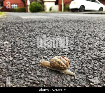 “Nearly home” - a snail on a pavement in a residential street with homes in the background Stock Photo