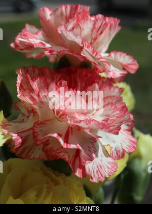 Red&Yellow Carnations in bloom Stock Photo