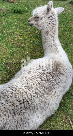 Alpaca lying down Stock Photo - Alamy