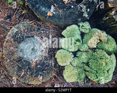 A look straight down on green moss on a tree stump, surrounded by empty stumps Stock Photo