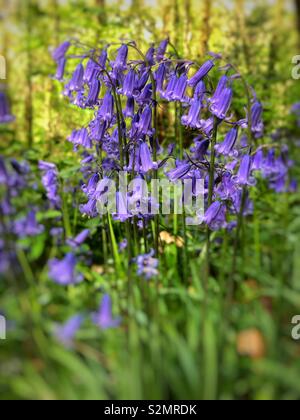 Common Bluebells ( Hyacinthoides non- scripta) growing in South Wales, UK, early May. Stock Photo