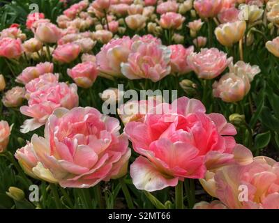 Field of pink carnations in full bloom. Stock Photo