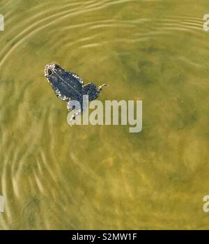 American toad in pond water Stock Photo