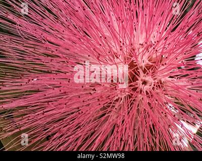 Full frame closeup of a perfect pink Barringtonia racemosa, powder-puff tree, pooeierkwasboom, Iboqo, Putat flower in full bloom. Stock Photo