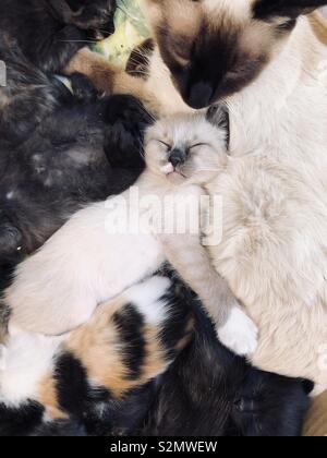 Kittens are sleeping with their mum Stock Photo