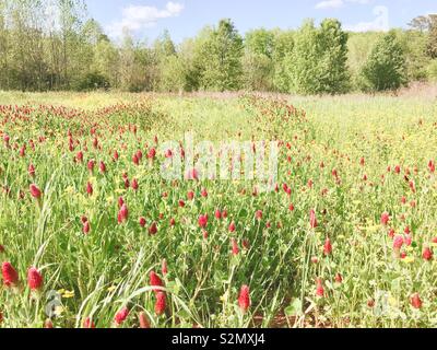Pastel photo of crimson clover flowering red in North Carolina meadow, May Stock Photo