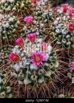 Top view of a colony of mammilaria cactus desert plants ...