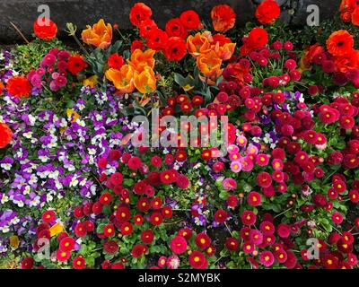 Collection of beautiful roses with various colors Stock Photo