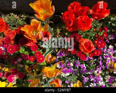 Beautiful spring roses Stock Photo