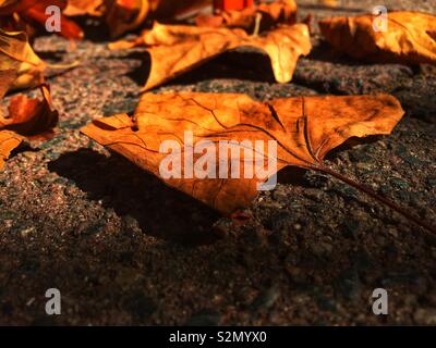Golden fall and autumn leaves on the ground in early morning light, low perspective. Concept of autumn, fall season, travel and nature Stock Photo
