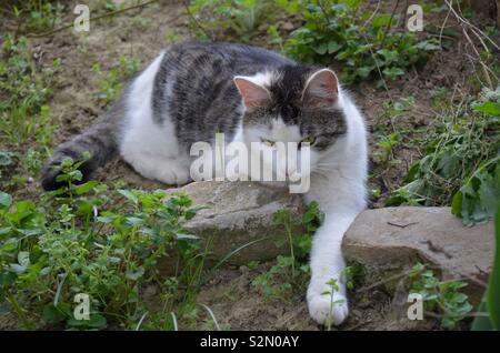Katze im Garten Stock Photo Alamy