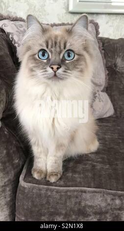 Blue Lynx Ragdoll Cat Stock Photo Alamy