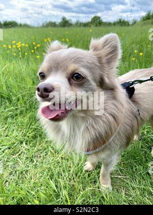 Long haired 2025 lilac chihuahua