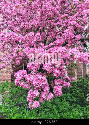 Beautiful perfect spring pink apple tree blossoms growing on the apple tree. Stock Photo