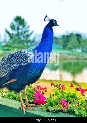 Male peacock standing on a balcony ledge with pink flowers Stock Photo