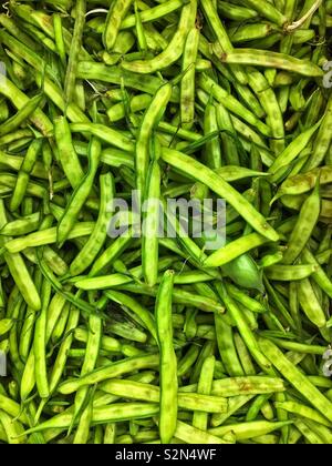 Cyamopsis tetragonoloba, guar, cluster bean, gavar, guwar, or guvar bean. Stock Photo