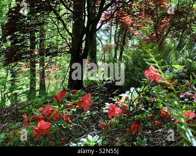 Colorful section of woodland in Gibbs Gardens Japanese gardens featuring red azaleas Stock Photo