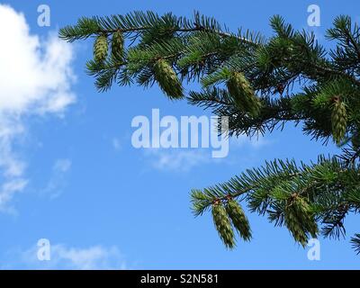 Douglas Fir limbs with cones with sky in background. Stock Photo