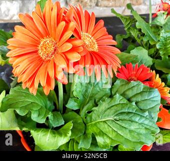 Orange gerbera daisies in pot at garden center with red and yellow daisies in background Stock Photo