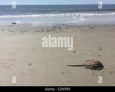 Horseshoe crab on beach Stock Photo