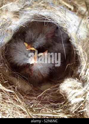 Pied Wagtail (Motacilla alba) Top view of nest with chicks Stock Photo