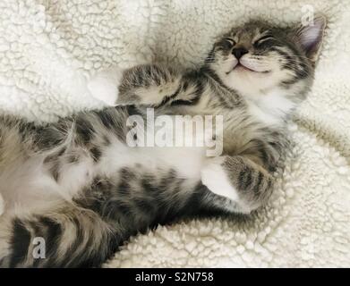 Sleeping cat Stock Photo