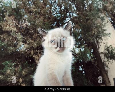 Ragdoll kitten Stock Photo