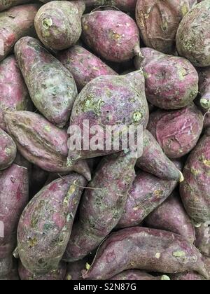 Farm fresh delicious tasty ripe sweet potatoes. Stock Photo