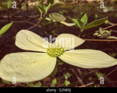 Pacific dogwood flower (Cornus nuttallii) Stock Photo