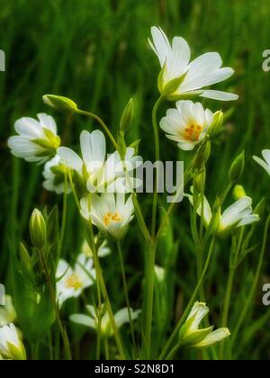 Wild flower Greater Stichwort (Stellaria holostea) in spring, UK. Stock Photo