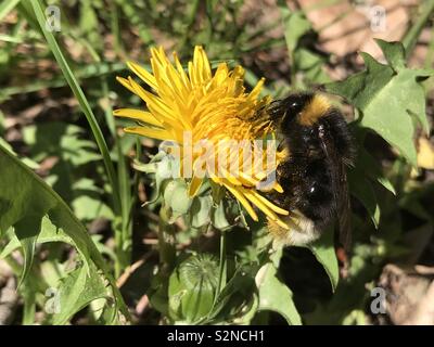 Bumblebee on a dandelion - Taraxacum Officinale - Macro Stock Photo