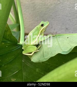 Green tree frog sitting on giant toro leaf closeup Stock Photo