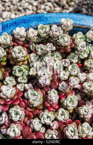 Sedum spathulifolium Cappa Blanca in a blue pot. Stock Photo