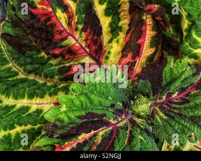 Full frame of Kong coleus, Solenostemon scutellarioides, a brightly colored houseplant. Stock Photo