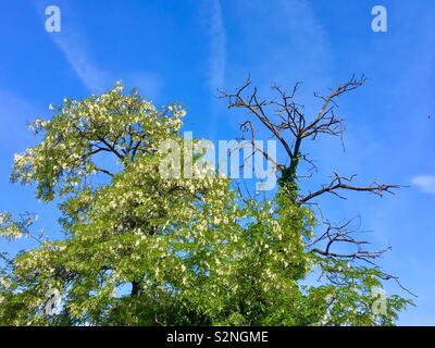 Robinia tree with blooming and dry withered branches against blue sky Stock Photo