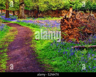Uprooted tree in bluebell woods Stock Photo