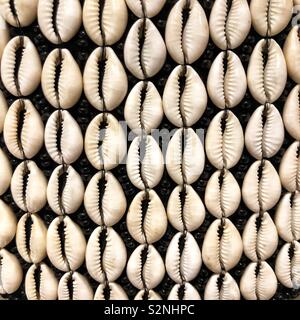White shells arranged in neat rows against a black background Stock Photo