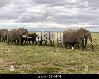 Walking to the hills of Kilimanjaro Stock Photo